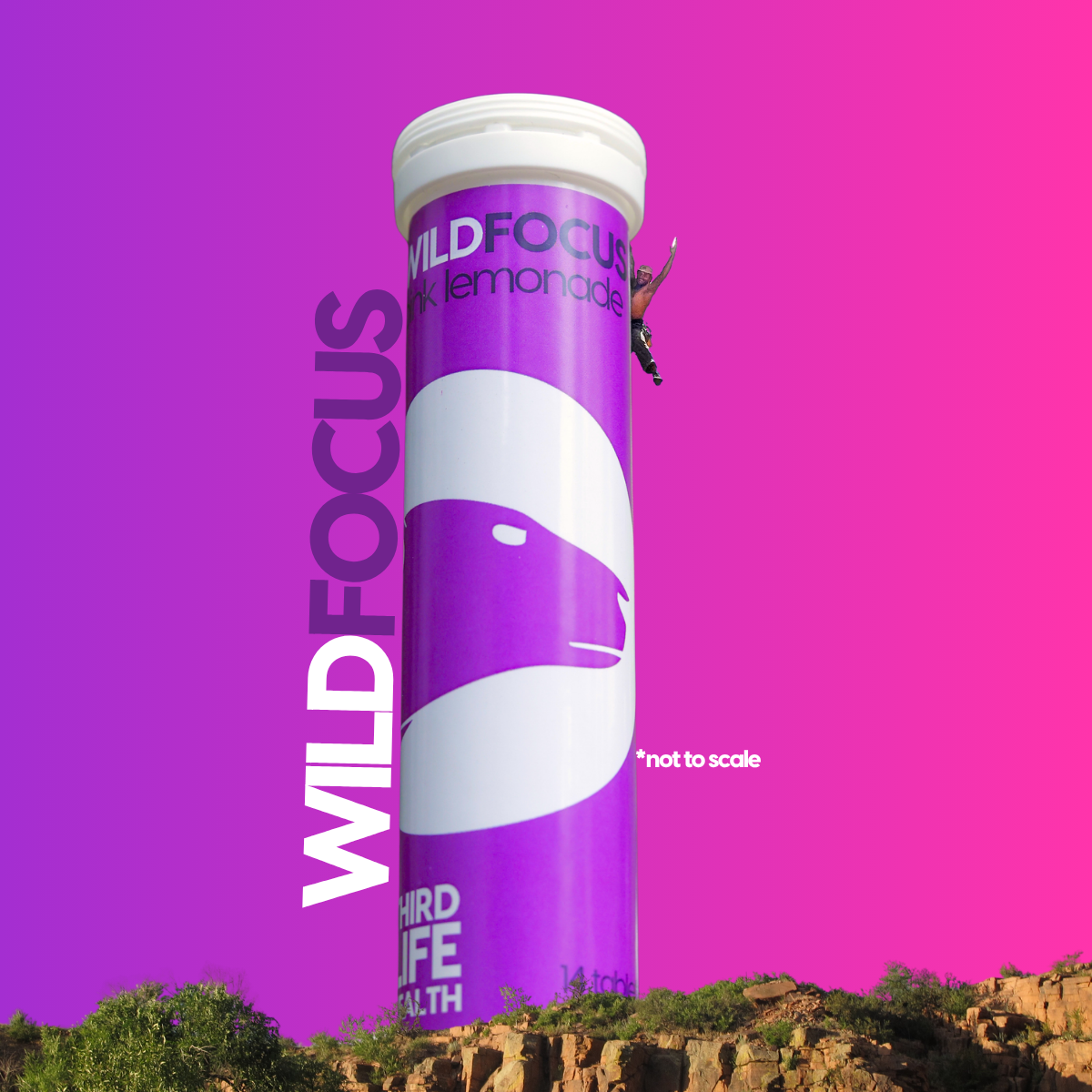 Wild Focus pink lemonade tube, not to scale